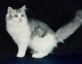 褴褛猫,逆境中的温暖守护者