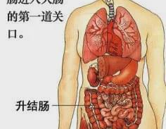 人体骨骼图模特,模特骨骼结构解析